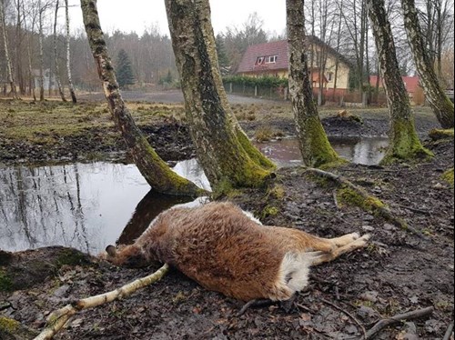 Zwierzę zagryzione przez wilki w Ceminie