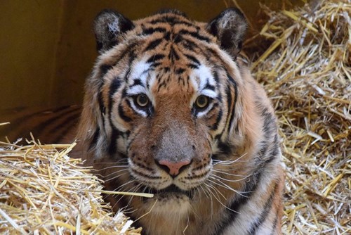 Tygrysy w zoo w Poznaniu Fot. Facebook/Zoo Poznań