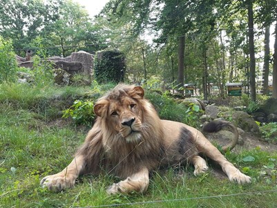 Lew w Zoo Ueckermünde