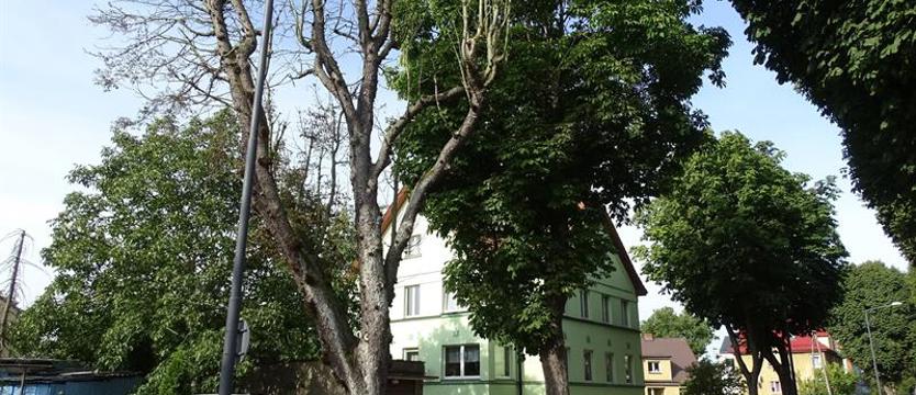 Ktoś „zabija” drzewa chemią