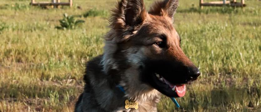 Dla Elzy dobry dom na zawsze