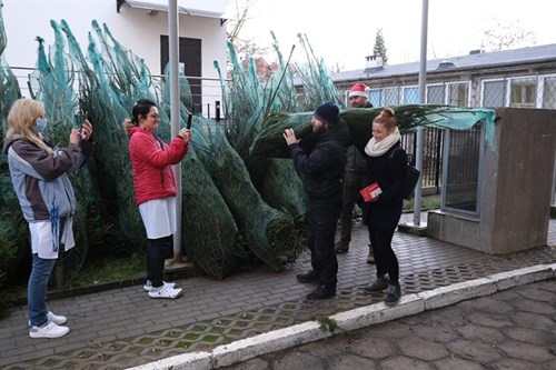 Choinki dla krwiodawców w Szczecinie