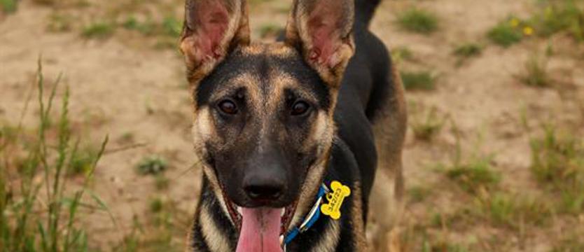 Nero (wciąż) czeka