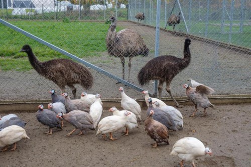 Szczecińskie Emu