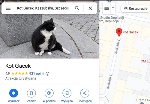 Kot Gacek w Google Maps