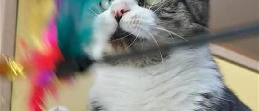 Pieszczoch tylko dla pieszczochów