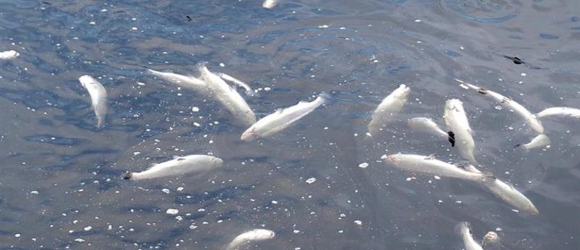 Katastrofa ekologiczna w Liśnicy. Kto otruł ryby?