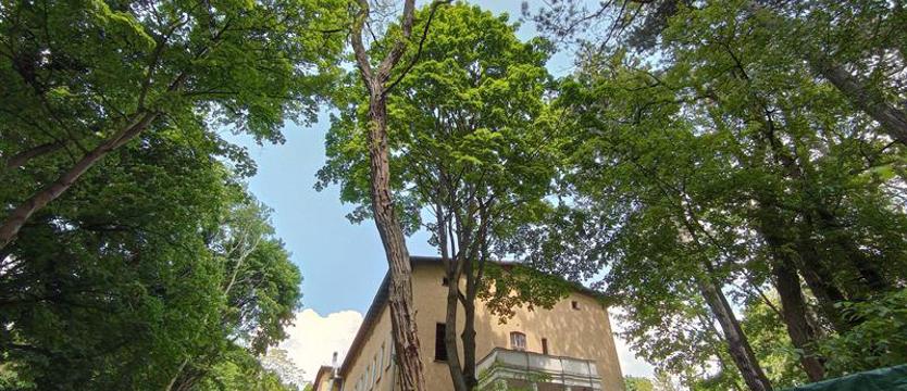 Skrzywdzone wiekowe korony – bezkarna samowola? Zniszczenia wśród drzew