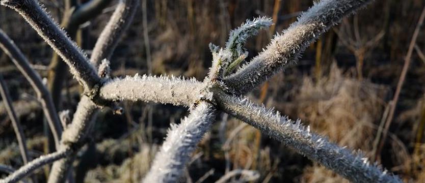 Już prawie czerwiec, a w nocy możliwe przymrozki