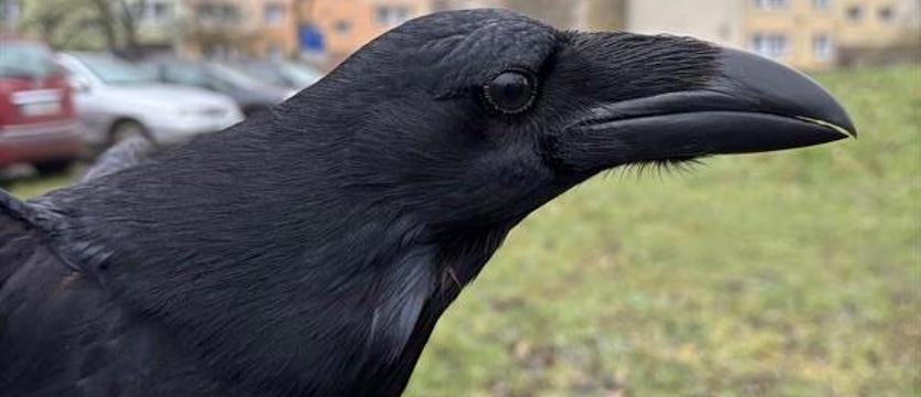 Pierwszy zaobrączkowany kruk w Szczecinie