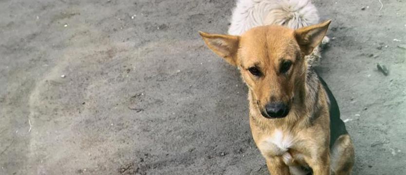 W kołobrzeskim schronisku kazali zmniejszyć liczbę psów