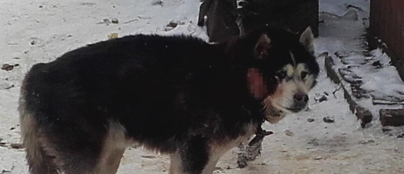 Okrucieństwo: jak ludzie mogą?