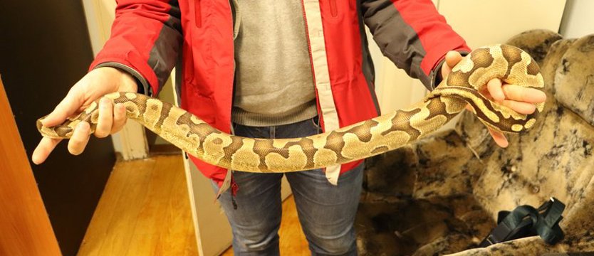 Pyton w paczce jechał pociągiem do Szczecina