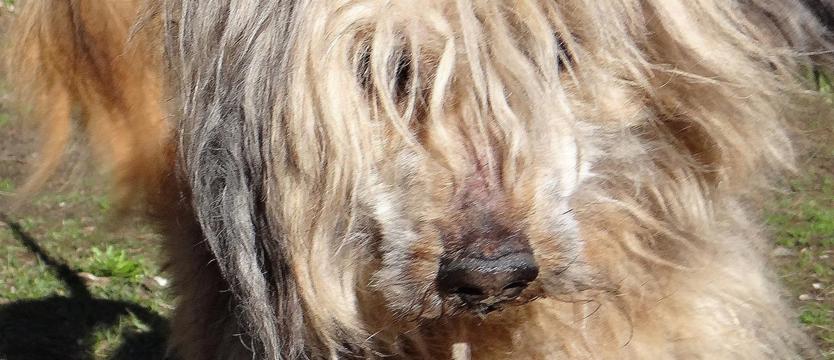 Simba (prawie) jak z bajki