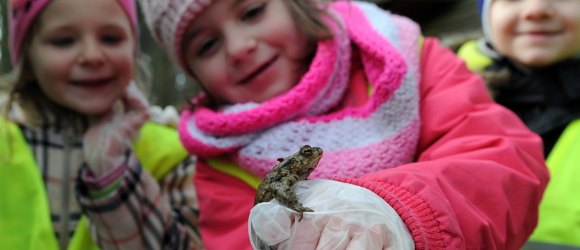 Zuchy ratowały ropuchy