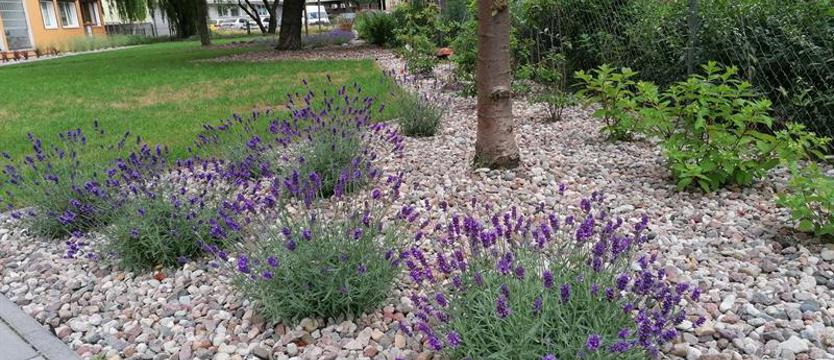 Zielone podwórka w odwrocie?