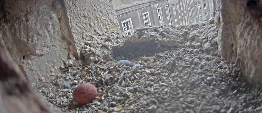 Pustułki wróciły do domu. Pierwsze jajo w gnieździe w szczecińskim magistracie