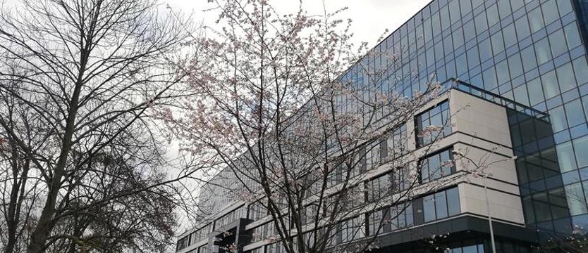 Wiśnie w (jesiennym) rozkwicie