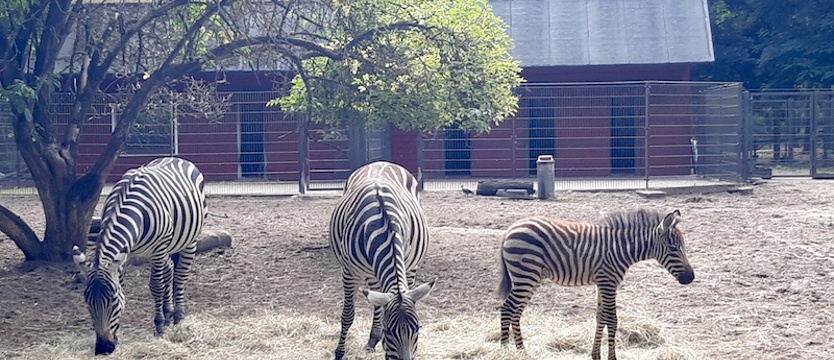 Nowa mieszkanka Zoo w Ueckermunde - rozstrzygnięcie konkursu!