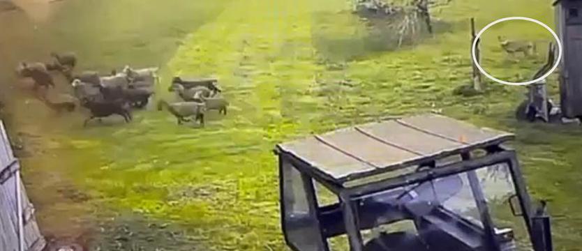 Wilki zagryzają im psy, kozy i owce