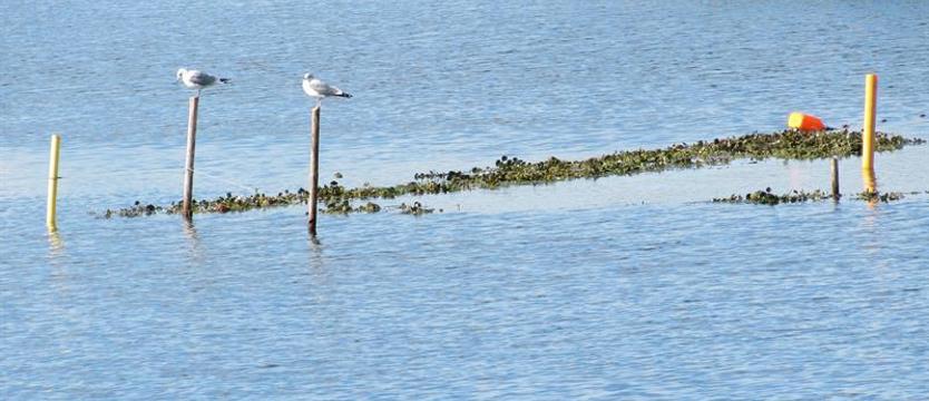 Ratujmy Międzyodrze! Ten obszar należy traktować poważnie