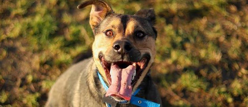 Weź mnie Kurierem do domu. Postaw na Jokera