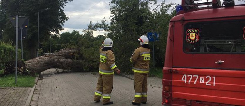 Zwaliło się potężne drzewo. Miejscowość pod Kołobrzegiem bez prądu