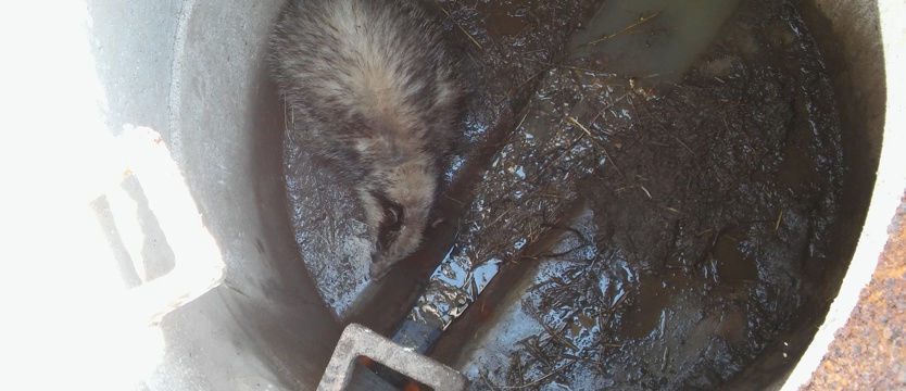 Borsuk odzyskał wolność