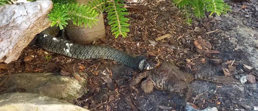 Wąż w ogrodzie