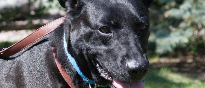 Tola niczym czarne złoto