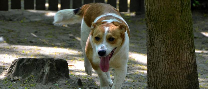 Spacerowicze potrzebni od zaraz!