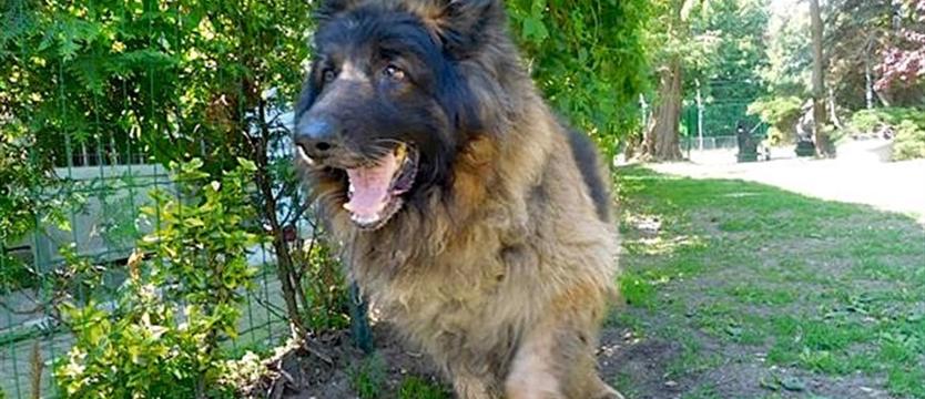 Tajson, czyli siła spokoju