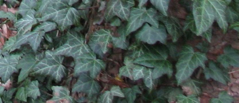 Bluszcz kontra plakaty