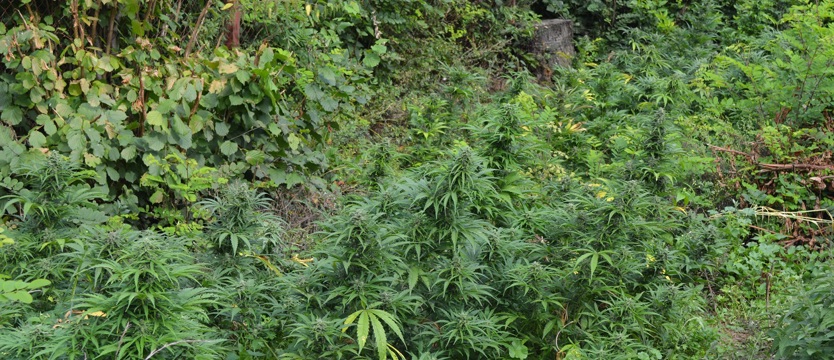 Plantacja konopi zlikwidowana