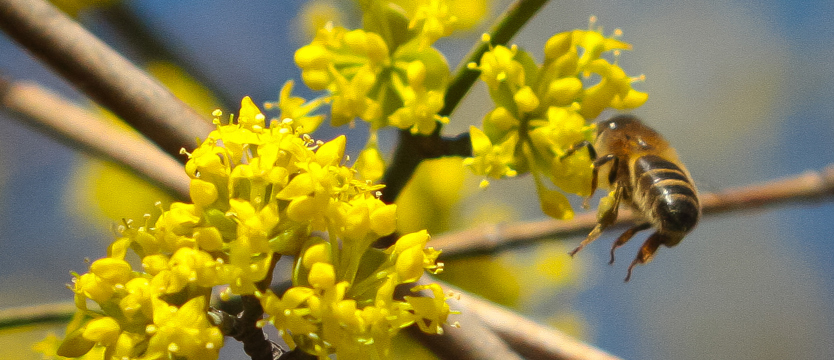 Pszczoła o pomoc woła
