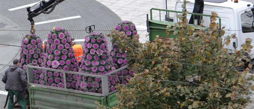 Sezonowa zmiana warty: kapusta