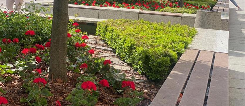 Setki nowych pelargonii przy Kaskadzie