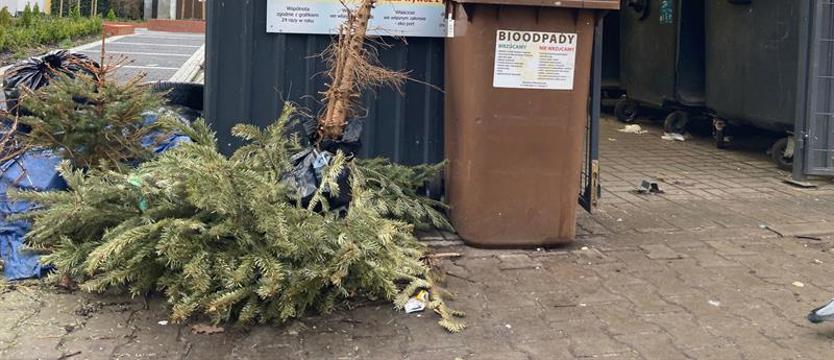 Co z choinką po świętach? 