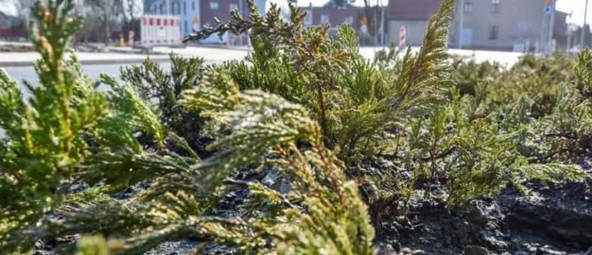 Nowa zieleń na północy Szczecina