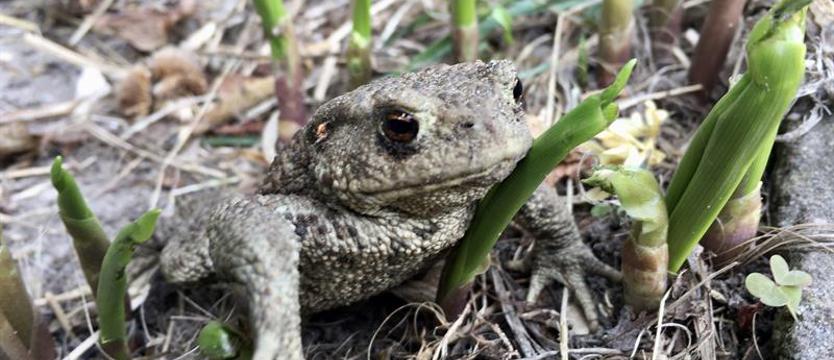 Chronione i w porze godów. Dajmy przeżyć płazom