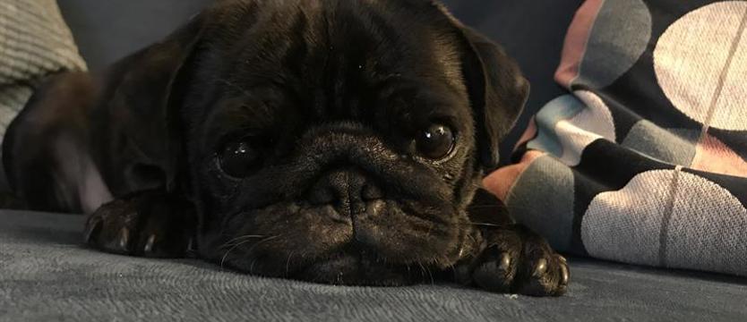 Zagłosuj na superpsiaka 2022