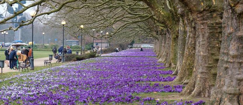 „Krokusy za krokusy”  i weekend w SPA. Czekamy na piękne kadry!