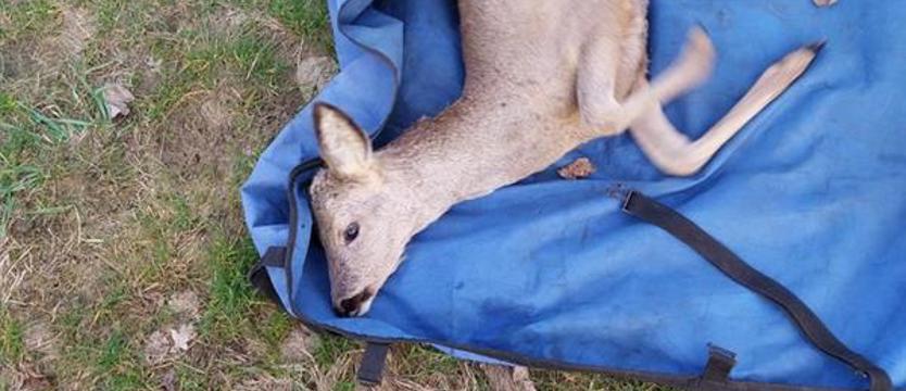 Co się stało z sarną uratowaną na Bezrzeczu?