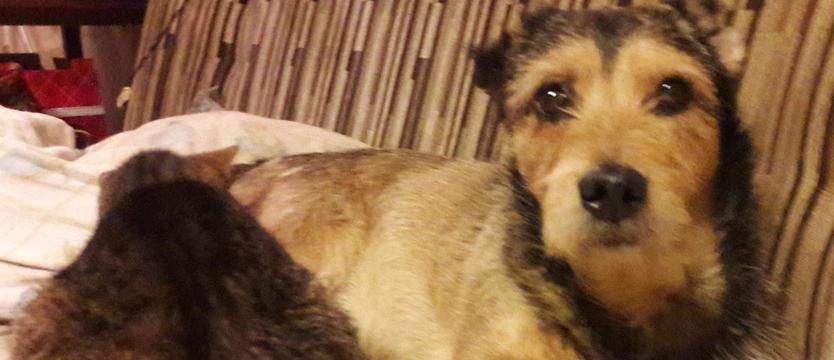 Ratowanie przez szukanie