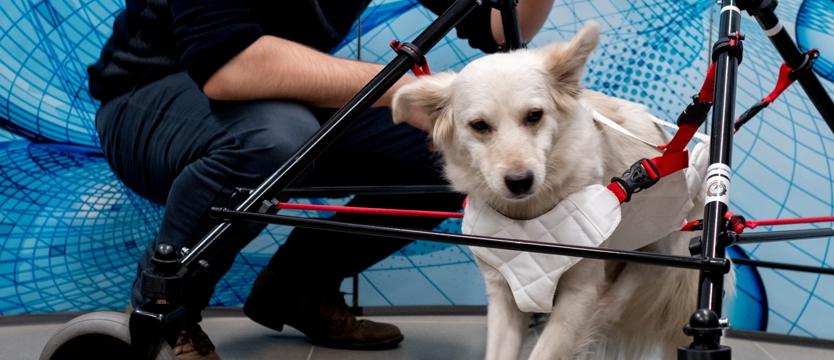 Wózek dla niepełnosprawnego psa