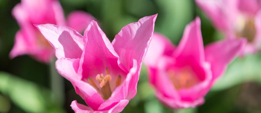 Zakaz obchodzenia imienin w pracy