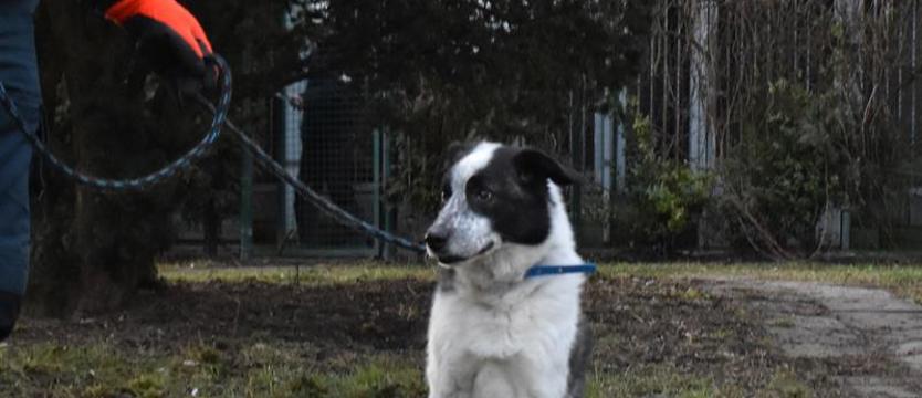 Max wspaniały na maksa