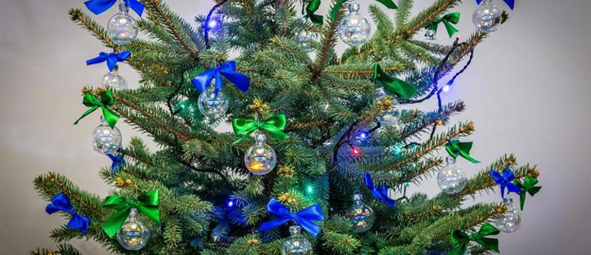 Choinka dla życia. Zielone drzewko dla krwiodawców