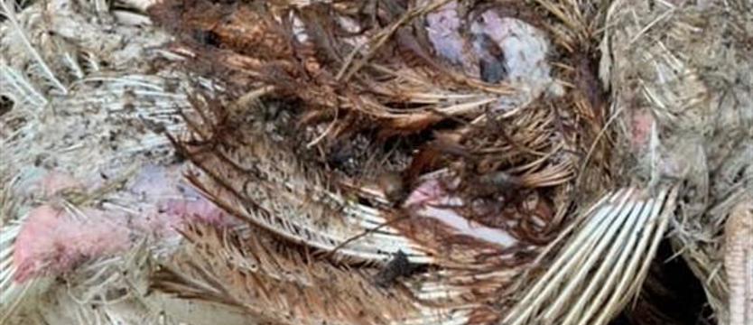 Przerażające znalezisko podczas spaceru na prawobrzeżu Szczecina