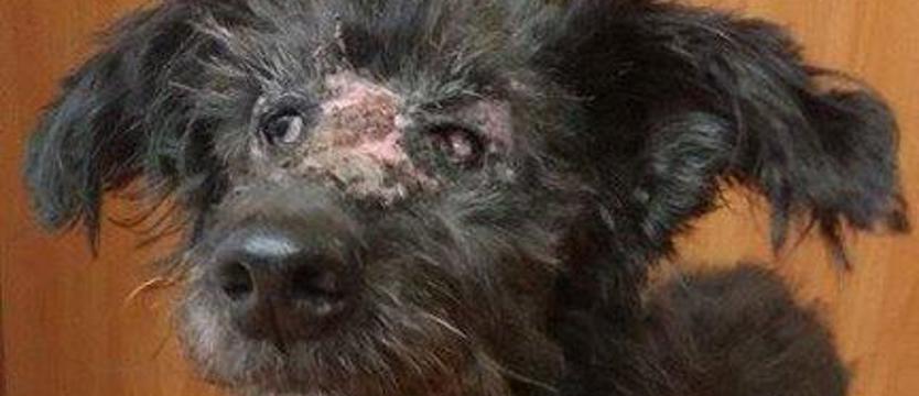 Mikołaj: przypadek 198/17